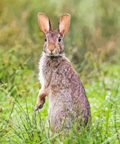 Cottontail Rabbit Paint By Numbers