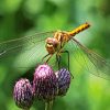 Dragonfly Insect Wing Paint By Numbers