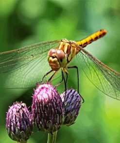 Dragonfly Insect Wing Paint By Numbers