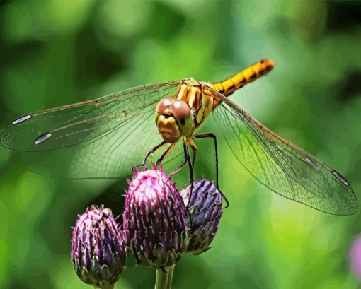 Dragonfly Insect Wing Paint By Numbers