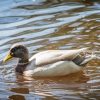 Duck In Pond Paint By Numbers