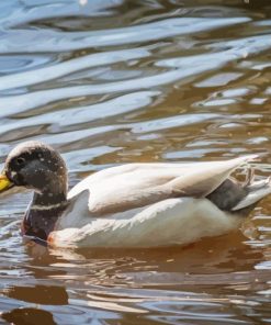 Duck In Pond Paint By Numbers