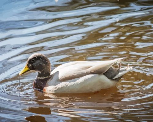 Duck In Pond Paint By Numbers