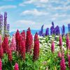 Pink Lupines Paint By Numbers