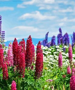 Pink Lupines Paint By Numbers