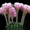 Echinopsis Plant Paint By Numbers