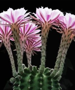 Echinopsis Plant Paint By Numbers