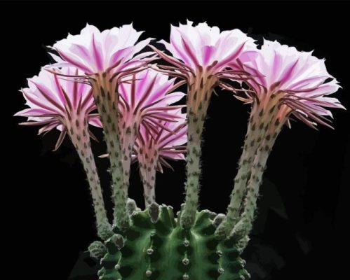 Echinopsis Plant Paint By Numbers