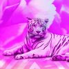 Tiger In Pink Paint By Numbers