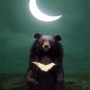 Bear With Crescent Moon Balloon Paint By Numbers