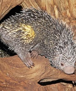 Brazilian Porcupine Paint By Numbers