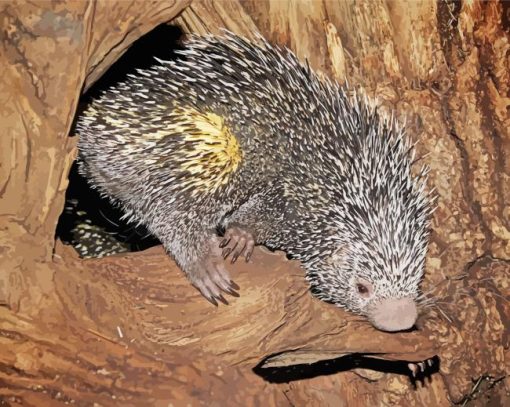 Brazilian Porcupine Paint By Numbers