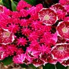 Bright Pink Mountain Laurel Paint By Numbers