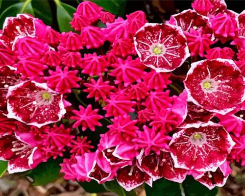 Bright Pink Mountain Laurel Paint By Numbers