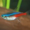 Close Neon Tetras Fish Paint By Numbers