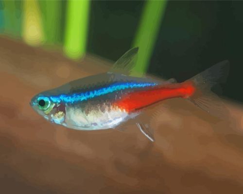 Close Neon Tetras Fish Paint By Numbers