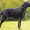 Curly Coated Retriever Paint By Numbers