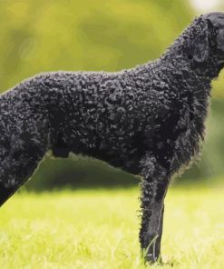 Curly Coated Retriever Paint By Numbers