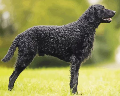 Curly Coated Retriever Paint By Numbers