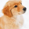 Golden Retriever In Snow Paint By Numbers