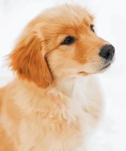 Golden Retriever In Snow Paint By Numbers