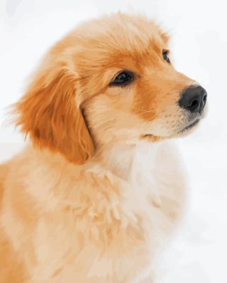 Golden Retriever In Snow Paint By Numbers