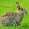 European Rabbit Side View Paint By Numbers