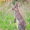 European Rabbit Standing Paint By Numbers