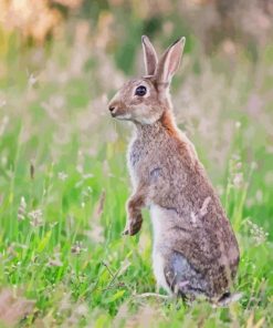 European Rabbit Standing Paint By Numbers