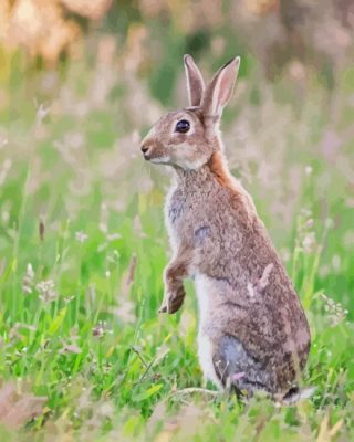 European Rabbit Standing Paint By Numbers