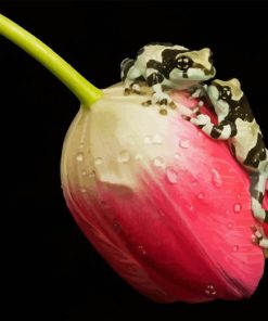 Frogs On A Tulip Paint By Numbers