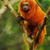 Golden Lion Tamarin On Tree Paint By Numbers