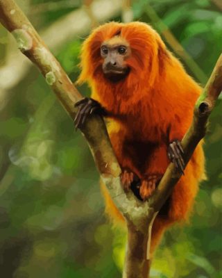 Golden Lion Tamarin On Tree Paint By Numbers