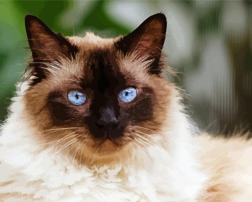 Himalayan Cat Paint By Numbers