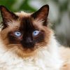 Himalayan Cat Paint By Numbers