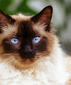 Himalayan Cat Paint By Numbers