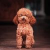 Miniature Poodle Paint By Numbers