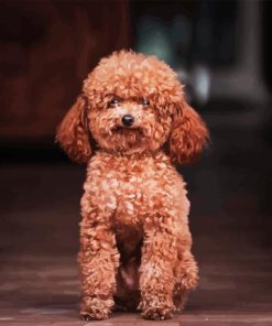 Miniature Poodle Paint By Numbers