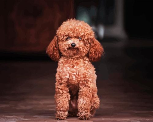 Miniature Poodle Paint By Numbers