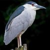 Night Heron Bird Paint By Numbers