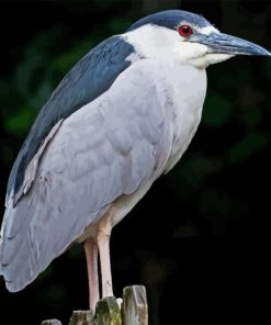 Night Heron Bird Paint By Numbers