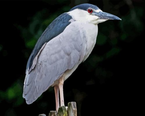 Night Heron Bird Paint By Numbers