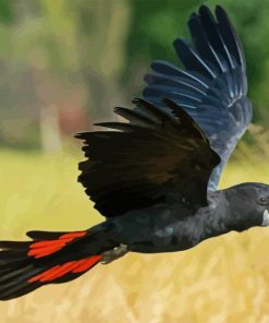 Black Cockatoo Bird Paint By Numbers