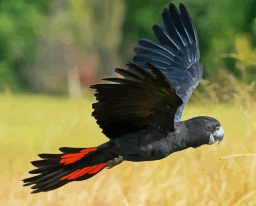 Black Cockatoo Bird Paint By Numbers