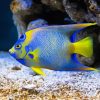 Saltwater Angelfish Paint By Numbers