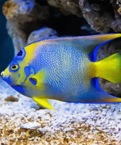 Saltwater Angelfish Paint By Numbers