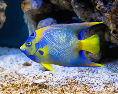 Saltwater Angelfish Paint By Numbers