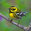 Townsend Warbler Paint By Numbers