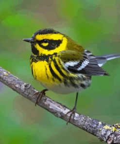 Townsend Warbler Paint By Numbers