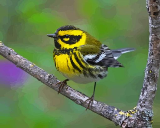 Townsend Warbler Paint By Numbers